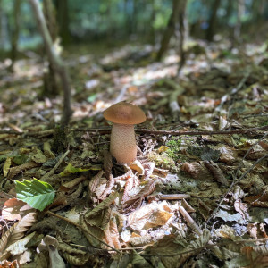 L. Jenal
