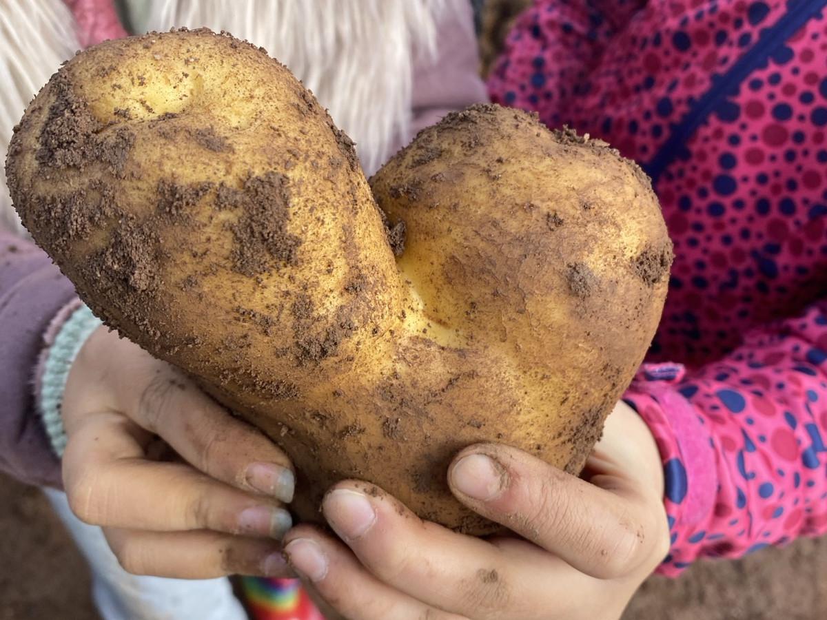 Kinder beim Kartoffelernten